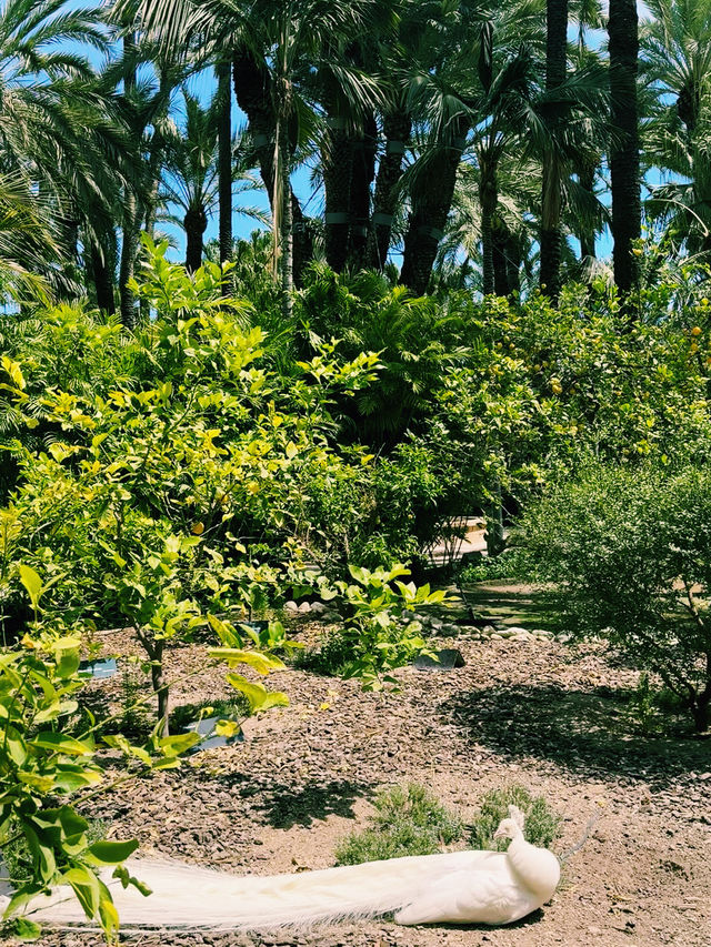 植物園探險指南—帶你走進阿利坎特的植物世界。