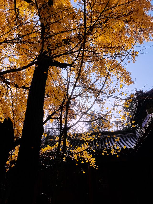 樹齡700年的銀杏，承恩寺免費賞。