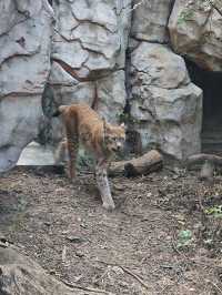 南京紅山動物園 | 誰還不知道動物園免費啦。