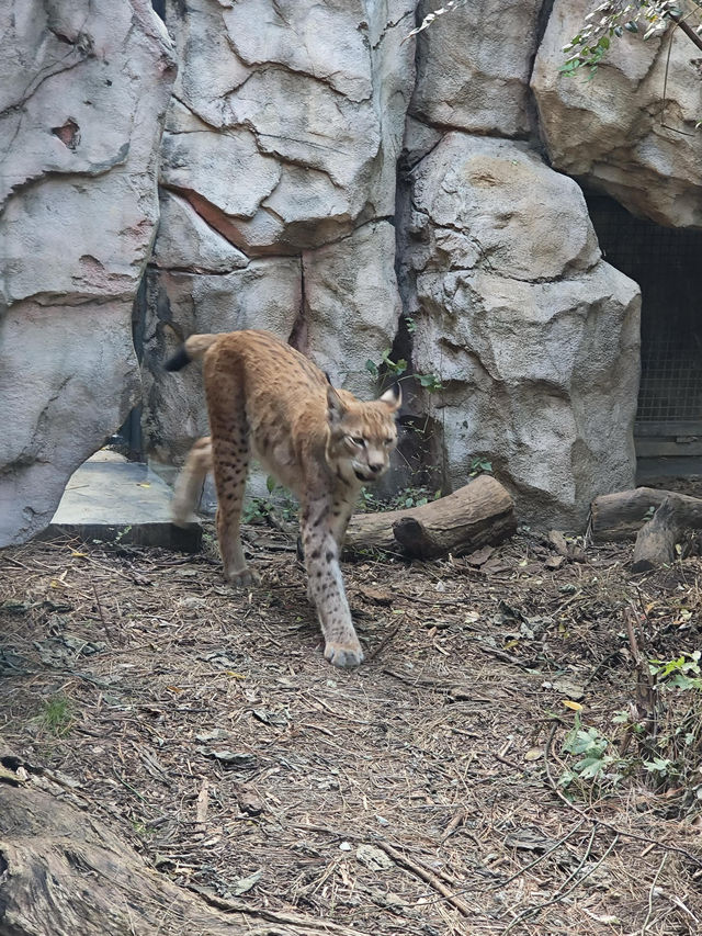 南京紅山動物園 | 誰還不知道動物園免費啦。