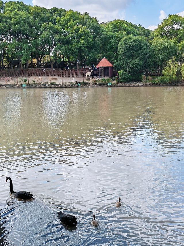 上海野生動物園天鵝湖也很美。