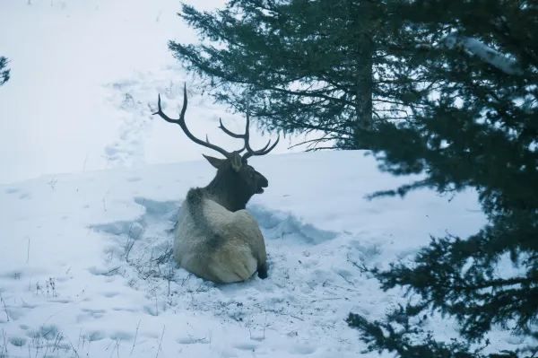 Discover Yellowstone as a Unique Winter Destination in North America!