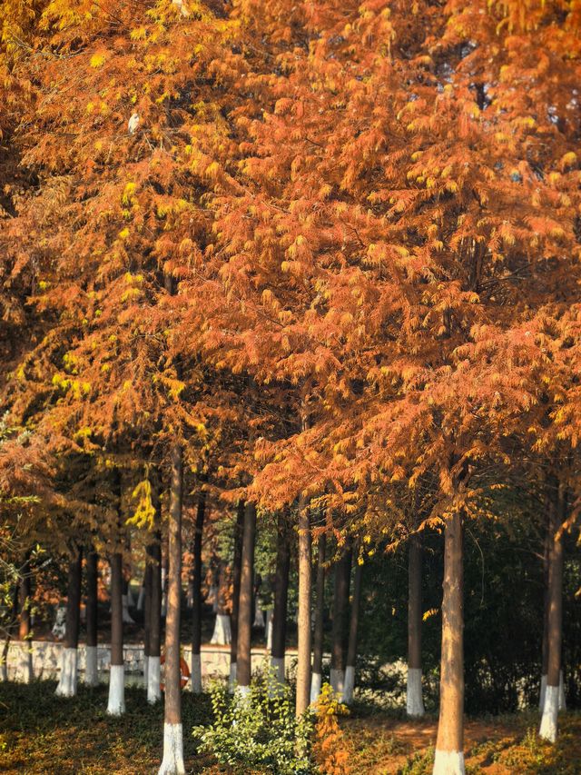 湘湖賞紅杉