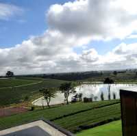 Scenic Tea Plantation in Chiangrai