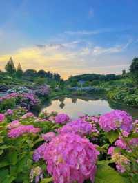 関西最大級の紫陽花☺️💠77000株の紫陽花の海💠☺️