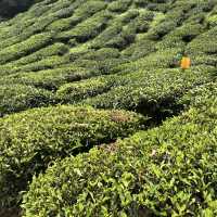 Nature’s Brew: Explore Boh Sungei Palas Tea Garden 🫖🇲🇾