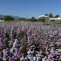 "Chiang Mai's flower farms: a feast for the eyes and a balm for the soul. Nature at its finest!