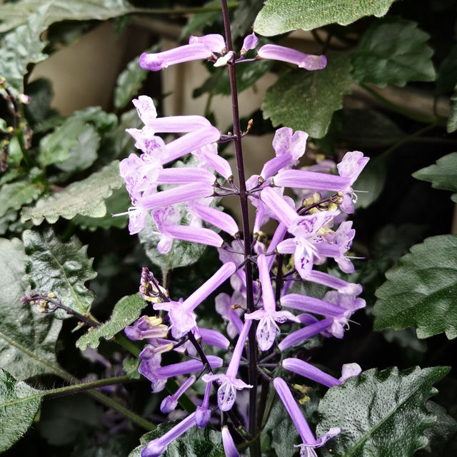 Purple Paradise: A Magical Day at Lavender Garden Cameron Highlands!