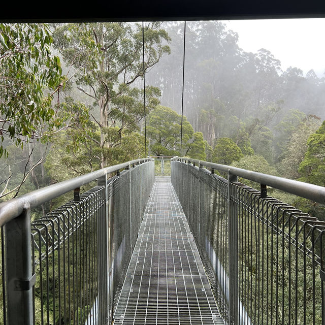 Great Otway national park 🎄