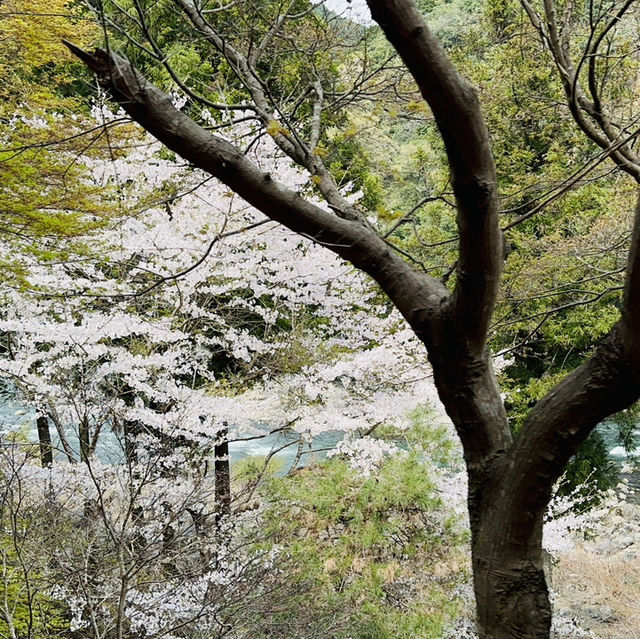 Blossoms on Rails: A Magical Ride on the Sagano Romantic Train!