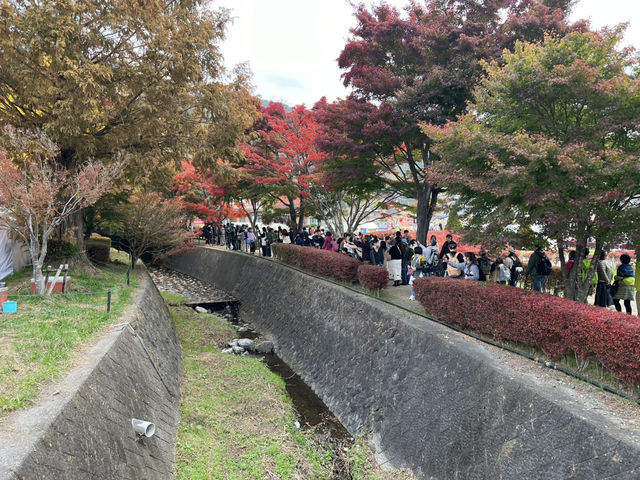 富士山河口湖 楓葉迴廊🍁