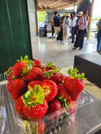 🍓🍓 Strawberry Picking Fun at Good Planet NZ