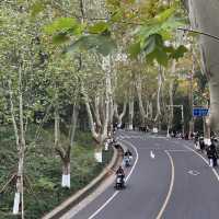 Beautiful Wutong Avenue in Nanjing