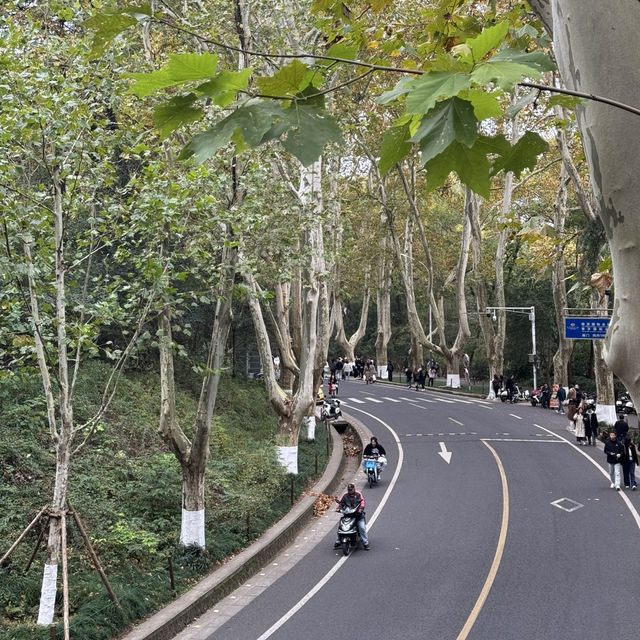 Beautiful Wutong Avenue in Nanjing