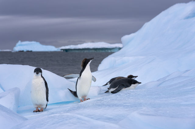 Longing for the pure and flawless love in the ice and snow of Antarctica.