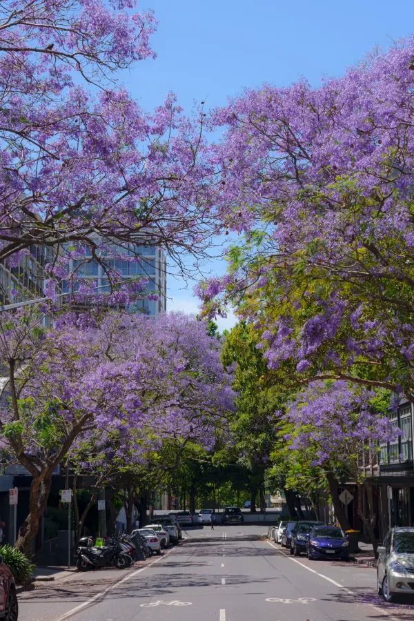 Sydney, it's the season of Jacaranda blooms again!