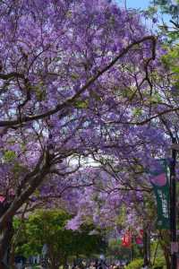 Sydney, it's the season of Jacaranda blooms again!