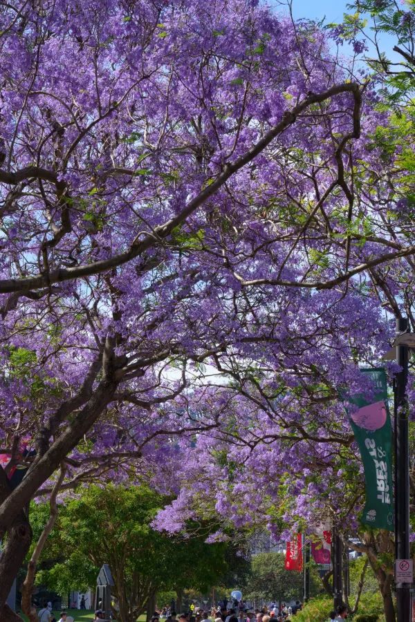 Sydney, it's the season of Jacaranda blooms again!