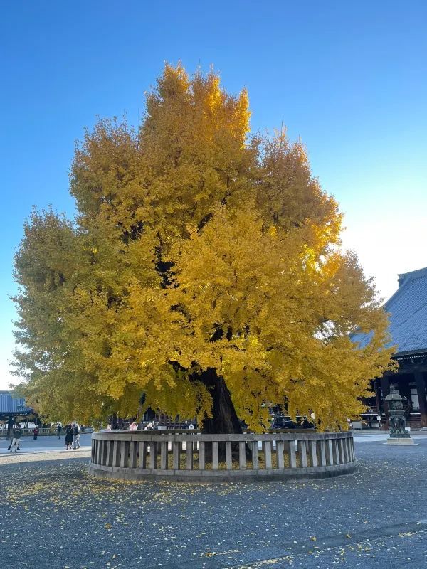 The Night Maple of Toji and the Ginkgo of Nishi Honganji are Amazing