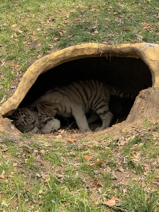 北京野生動物園暢遊攻略。