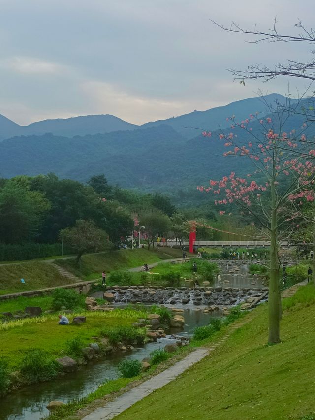 週末打卡‖梧桐綠道。