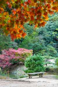 秋韻松風｜漫步栗林公園的紅葉下