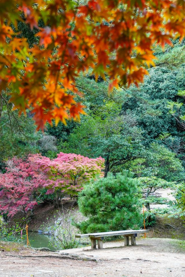 秋韻松風｜漫步栗林公園的紅葉下