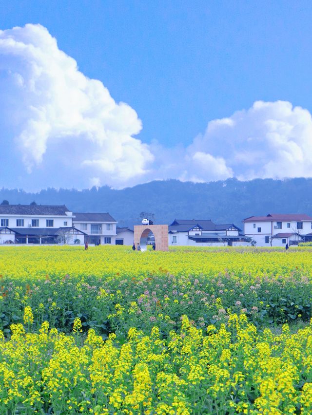 春日賞花之旅｜柳江古鎮油菜花海等你來遊