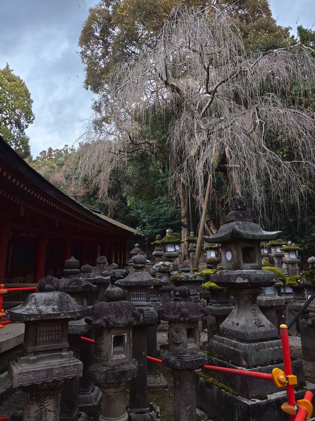 冬天的春日大社：奈良的神秘與幽默