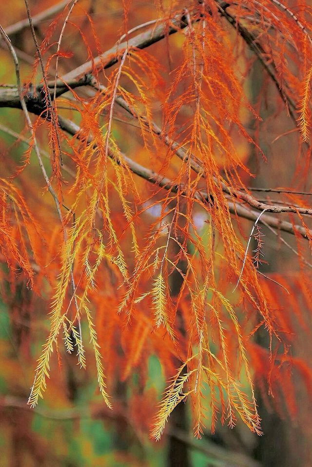 驚！泉州森林公園藏着一片「紅海」