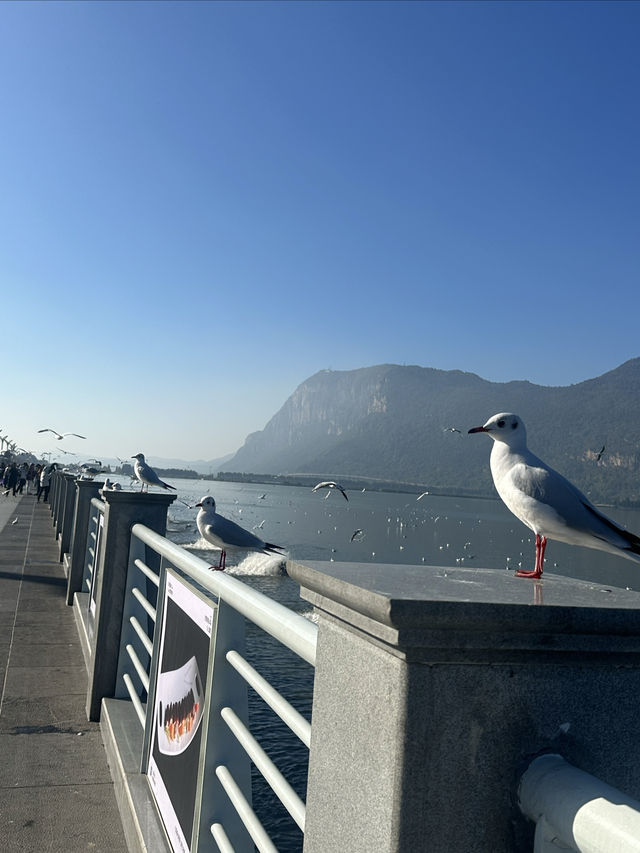 海鷗｜我遠道而來，只為見你一面