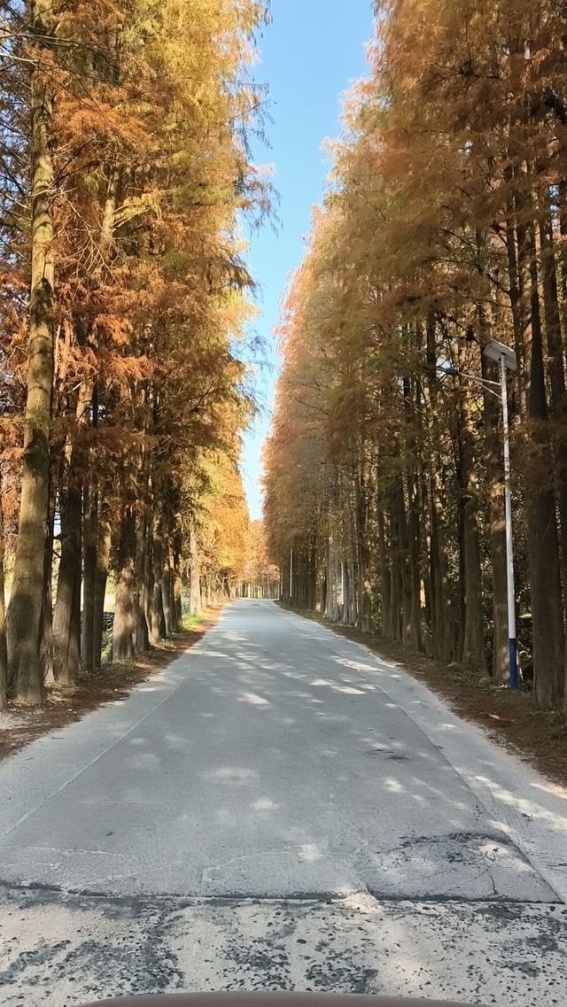 雲浮江門賞花2天遊