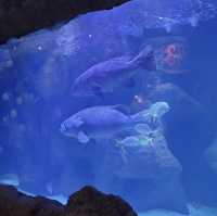 Great Oceanarium located in Shopping Mall 