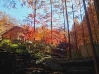 The Metasequioa walk at Jangtaesan Recreational Forest