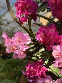 A Spring Stroll in Royal Rajapruek Park