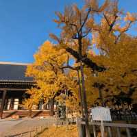 🇯🇵京都「西本願寺 東本願寺」銀杏盛開實況！穿越時空的寧靜之美