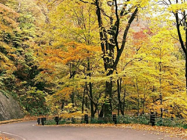 In Oirase Gorge, It's a Walk in Nature's Masterpiece 