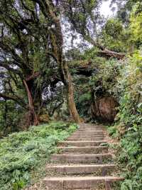 漫步奮起湖森林步道：小百岳大凍山