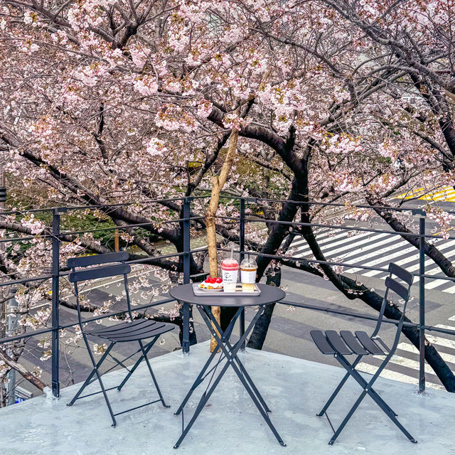 Cherry Blossoms & Coffee: A Busan Cafe You Can’t Miss