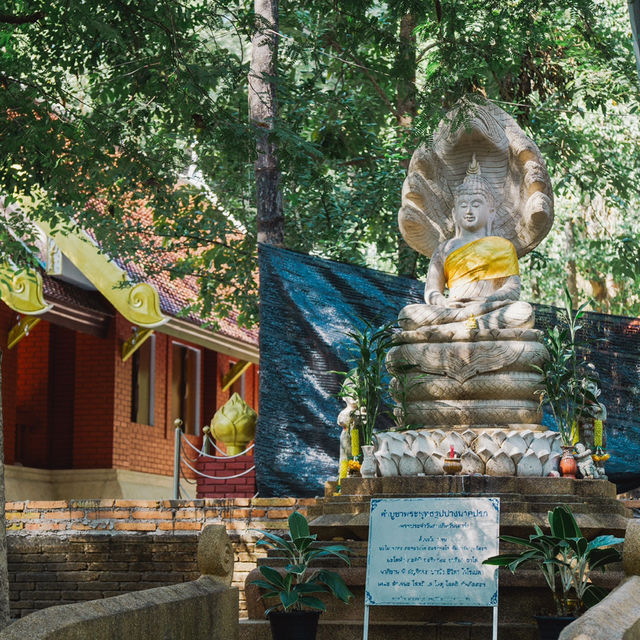 A Peaceful Escape at Wat Umong