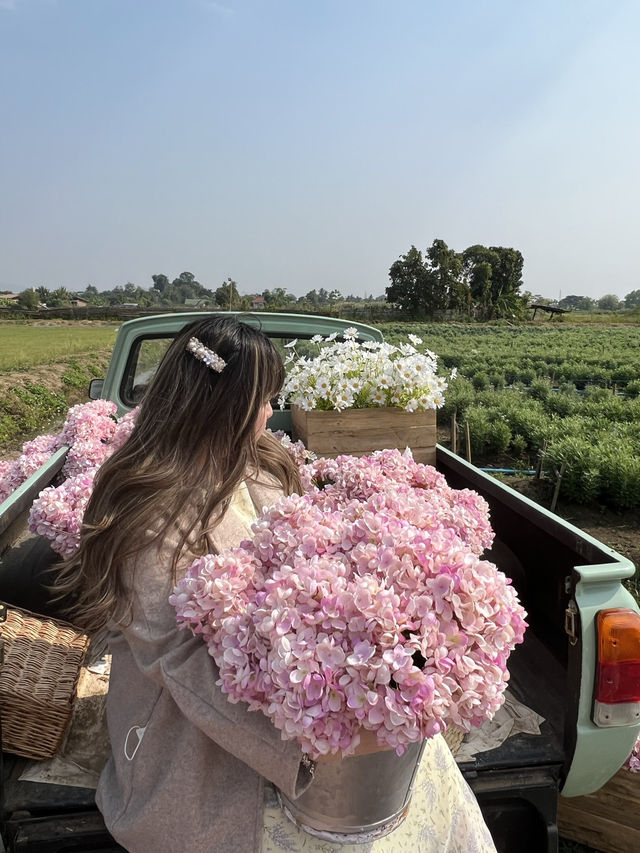 เที่ยวเชียงใหม่ปลายปี i love flower farm