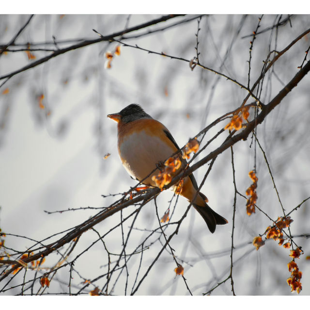 A stroll through Daejeon‘s botanical Paradise, Hanbat Arboretum