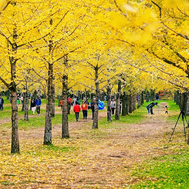 Hongcheon Ginkgo Forest