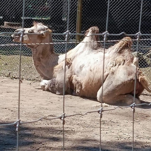 Sibiu Zoological Garden 🦒🐘