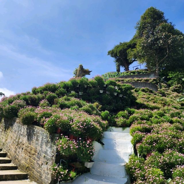 A Scenic Escape to Cameron Highlands: Tea, Strawberries, and Tranquil Beauty