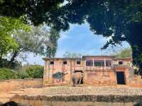 廣州動物園20r逛一天太值了