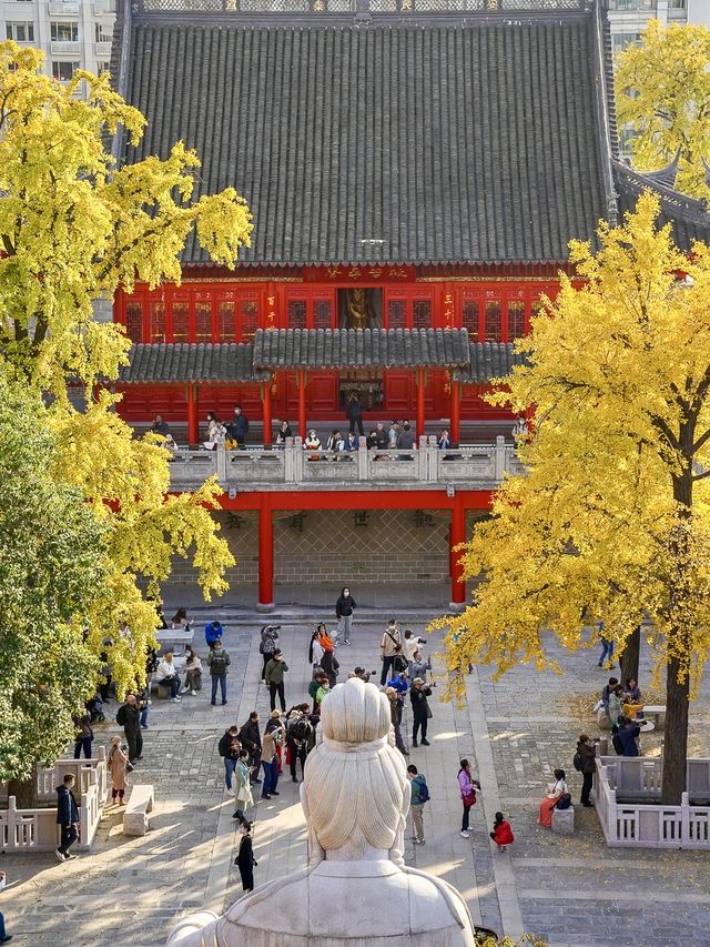 接下來南京的毗盧寺銀杏，即將刷爆朋友圈。