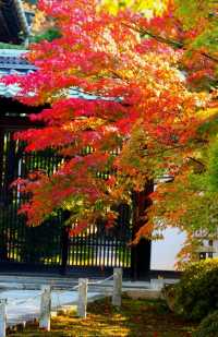 東福寺。