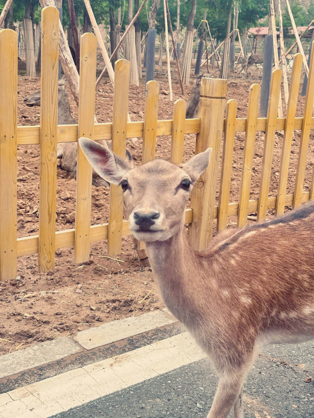 蘭州野生動物園 | 去了| 人給累趴了！。