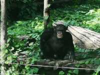 【城市綠洲】北京動物園，家庭親子遊的樂園